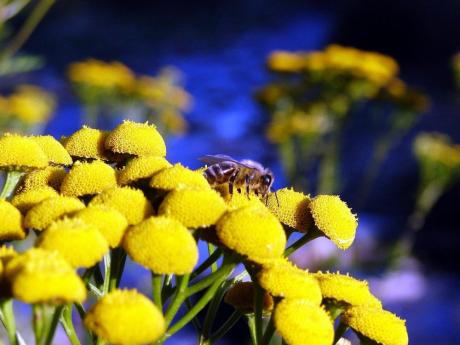 TAKA MAŁA TAKA WAŻNA, 8 sierpnia - Dzień Pszczoły
